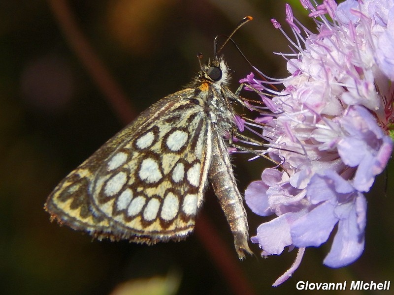 Heteropterus morpheus 2^ generazione